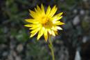 Xerochrysum subundulata