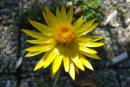 Xerochrysum subundulata