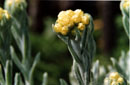 Helichrysum compactum