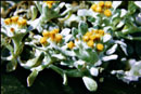 Helichrysum praecurrens