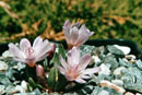 Lewisia longipetala