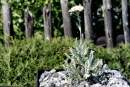 Achillea ambrosiaca