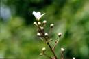 Saxifraga callosa