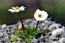 Ranunculus crenatus