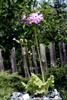 Primula sieboldii