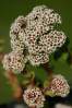 Crassula setulosa