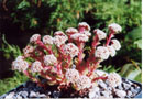 Crassula setulosa