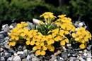 Erysimum jugicola