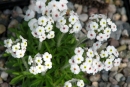 Androsace mairei