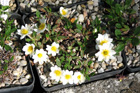 Dryas octopetala