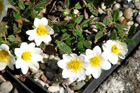 Dryas octopetala