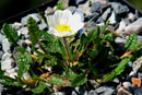 Dryas octopetala