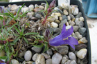 Edraianthus graminifolius