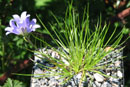 Edraianthus graminifolius