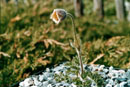 Pulsatilla campanella