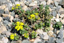 Alyssum lenense