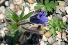 Pulsatilla turczaninovii