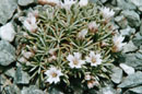 Acantholimon hedinii