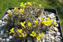 Erysimum kotschyanum