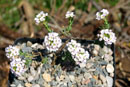 Aethionema speciosum