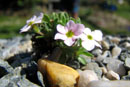 Helianthemum alpestre