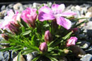 Dianthus glacialis