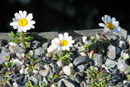 Rhodanthemum atlanticum