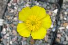 Ranunculus graminifolius