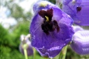 Delphinium brunonianum