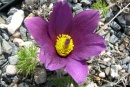 Pulsatilla patens