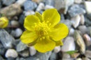 Ranunculus hybridus