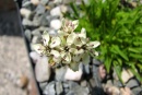 Saponaria lutea