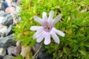 Pseudostellaria davidii