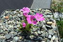 Dianthus glacialis