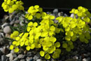 Erysimum jugicola