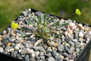 Cymopterus williamsii