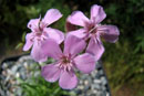 Saponaria caespitosa