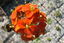 Erysimum capitatum