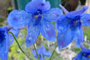 Delphinium beesianum