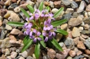 Erysimum roseum