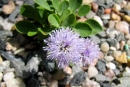 Globularia meridionalis